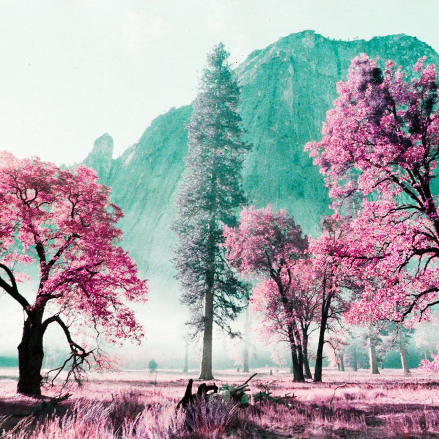 LomoChrome Purple 35mm